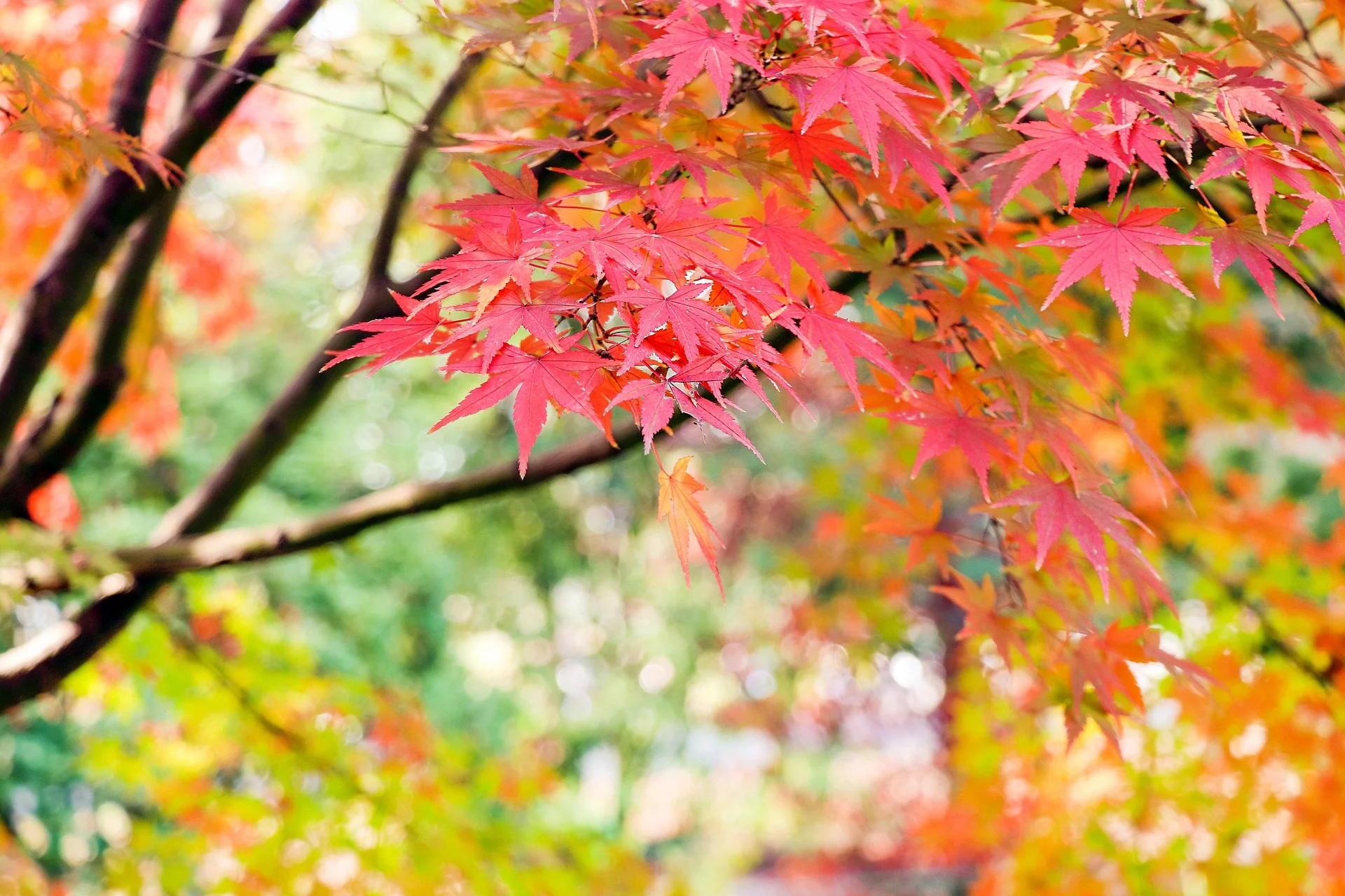 Couleurs d'automne