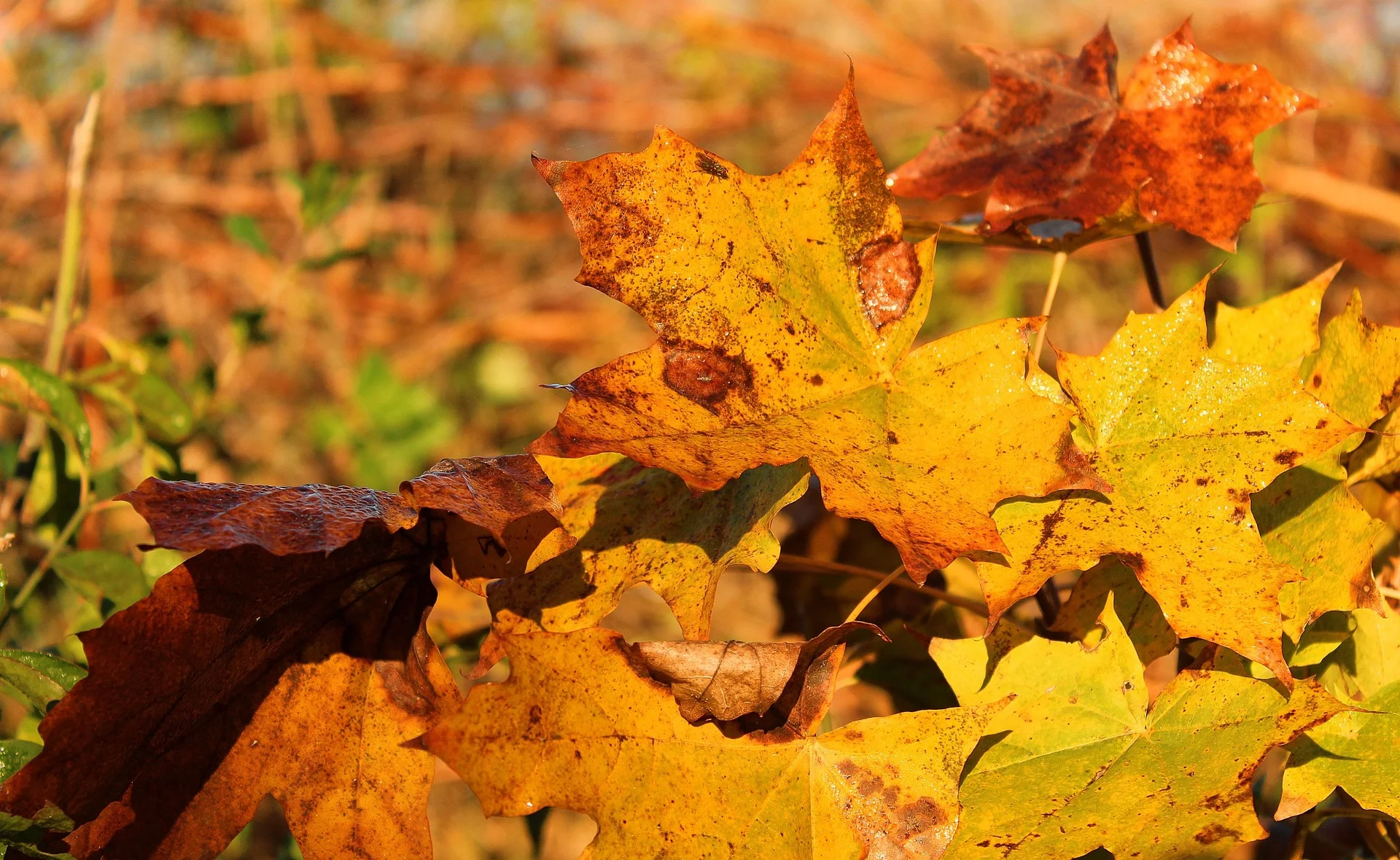 Couleurs d'automne