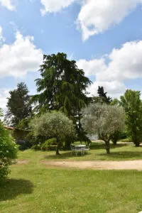 L'Aubier du Tilleul