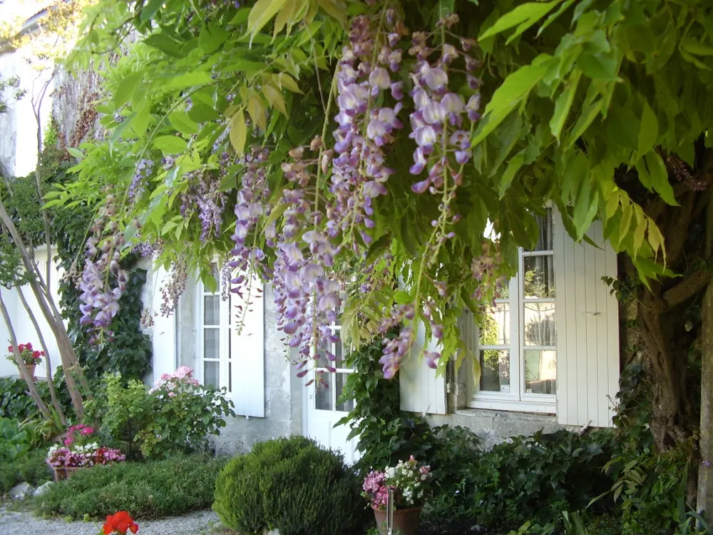 La Glycine - à Thairé 17 - proche de Châtelaillon-Plage